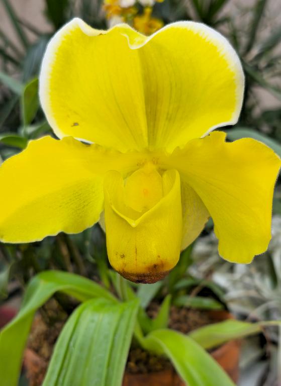 20250222_135117 Tower Hill Botanic Garden, MA.jpg - Orchid (Paphiopedilum). New England Botanic Garden at Tower Hill, MA, 2-22-2025